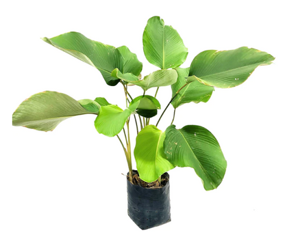 हवाना सिगार प्लांट<br> <i>कैलाथिया लुटिया</i>