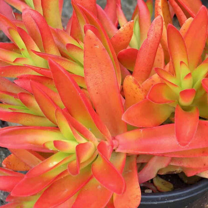 Crassula Capitella Campfire