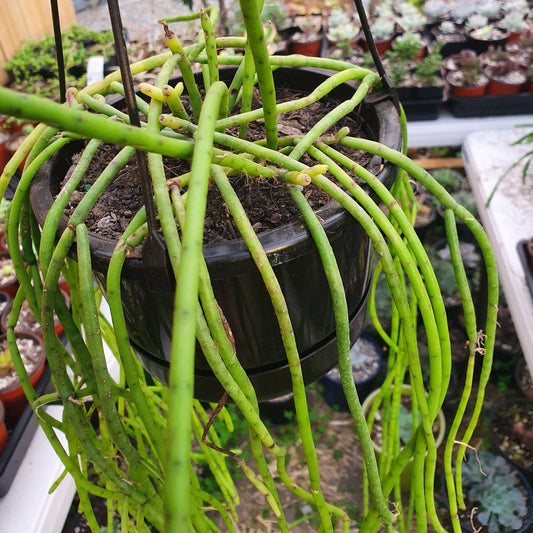 Rhipsalis Capilliformis | Mistletoe Cactus
