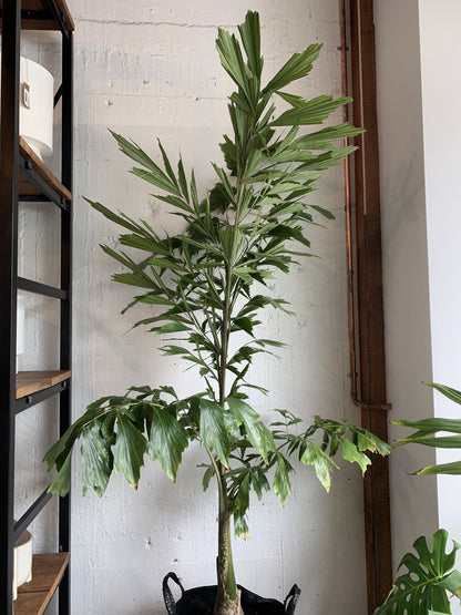 Caryota ochlandra (Fishtail Palm)
