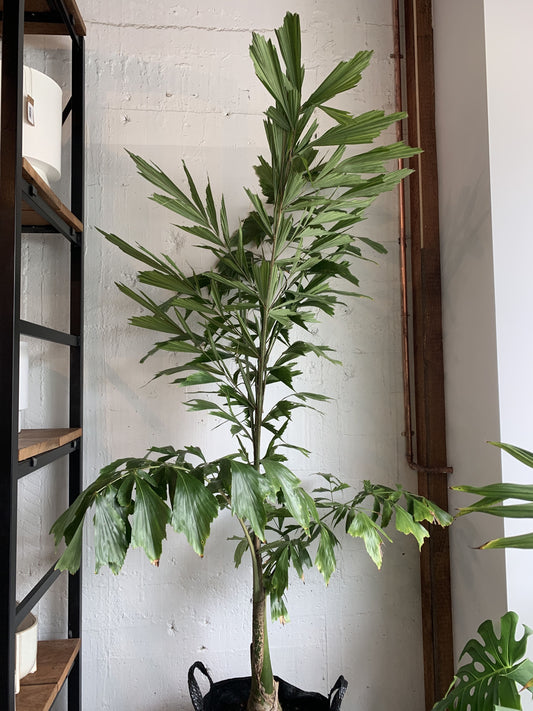 Caryota ochlandra (Fishtail Palm)