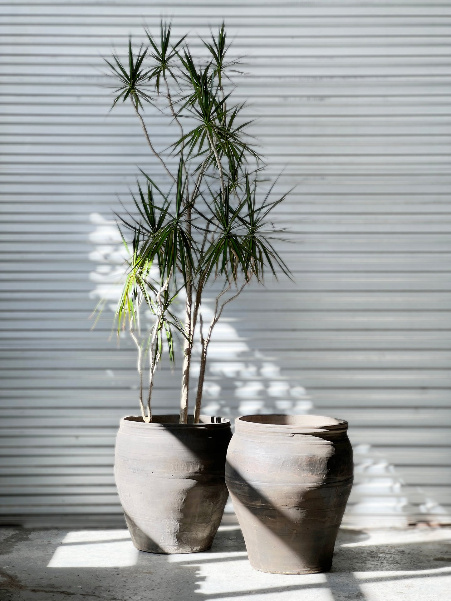 Dracaena marginata