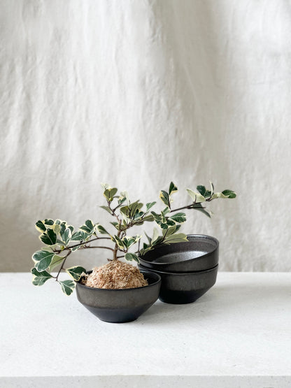 Ceto bowl