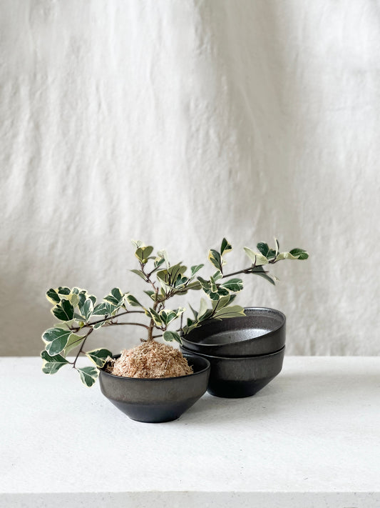Ceto bowl