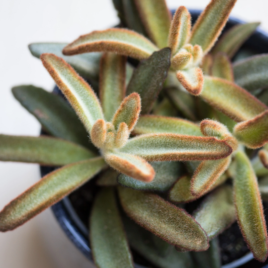 Kalanchoe Tomentosa Cinnamon  | Monkey King