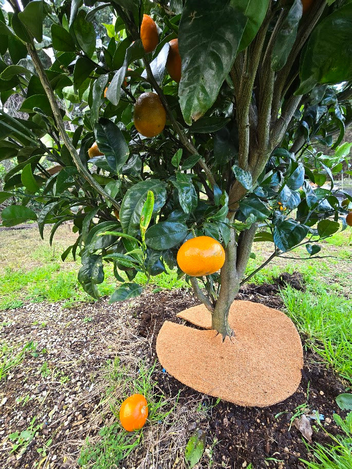 Coir Mats- The Perfect Solution for Protecting and Nurturing Citrus Trees