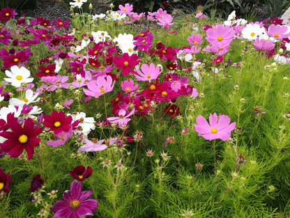 Beneficial Seeds for Citrus Trees- 5gm and 12 gm Packets