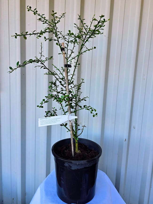 Finger Lime Tree Green