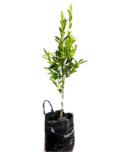 Beauty of Glen Retreat Mandarin Tree (BGR)