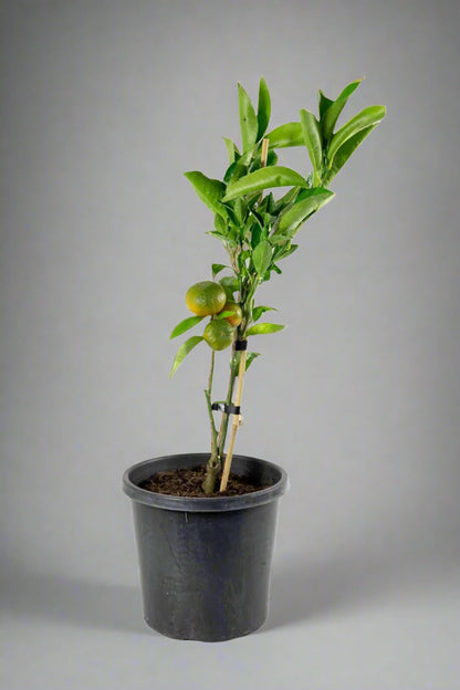 Afourer Mandarin Tree