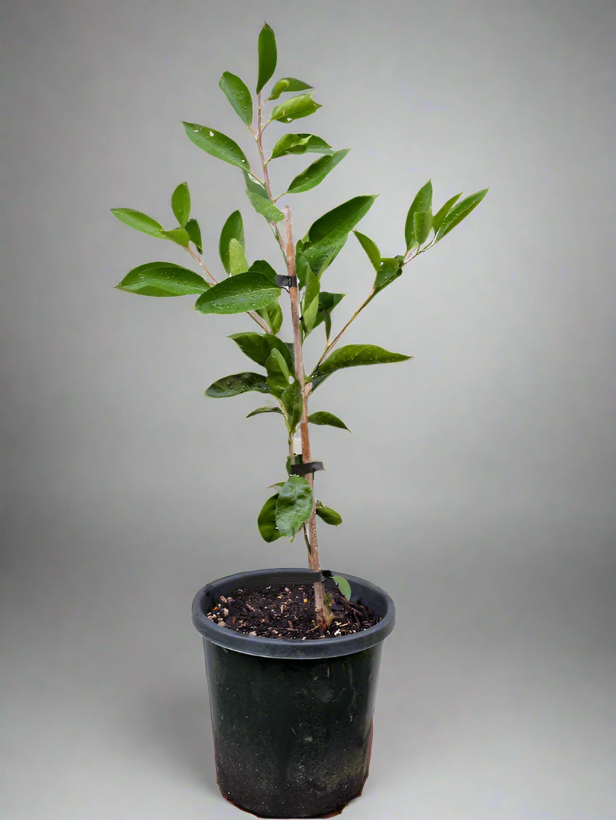 Aoshima Satsuma Mandarin Tree