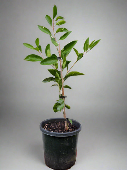 Aoshima Satsuma Mandarin Tree