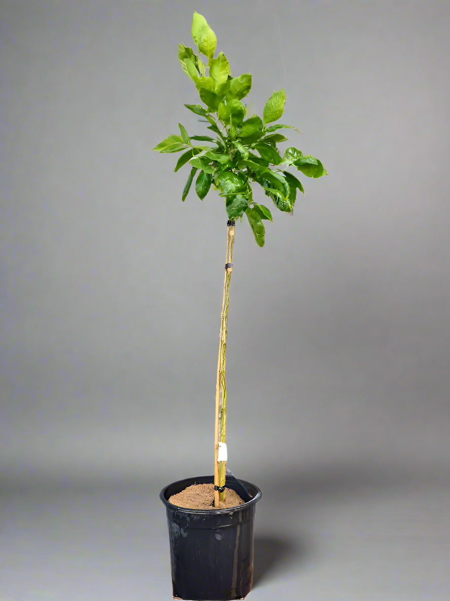 Aoshima Satsuma Mandarin Tree