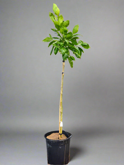 Aoshima Satsuma Mandarin Tree