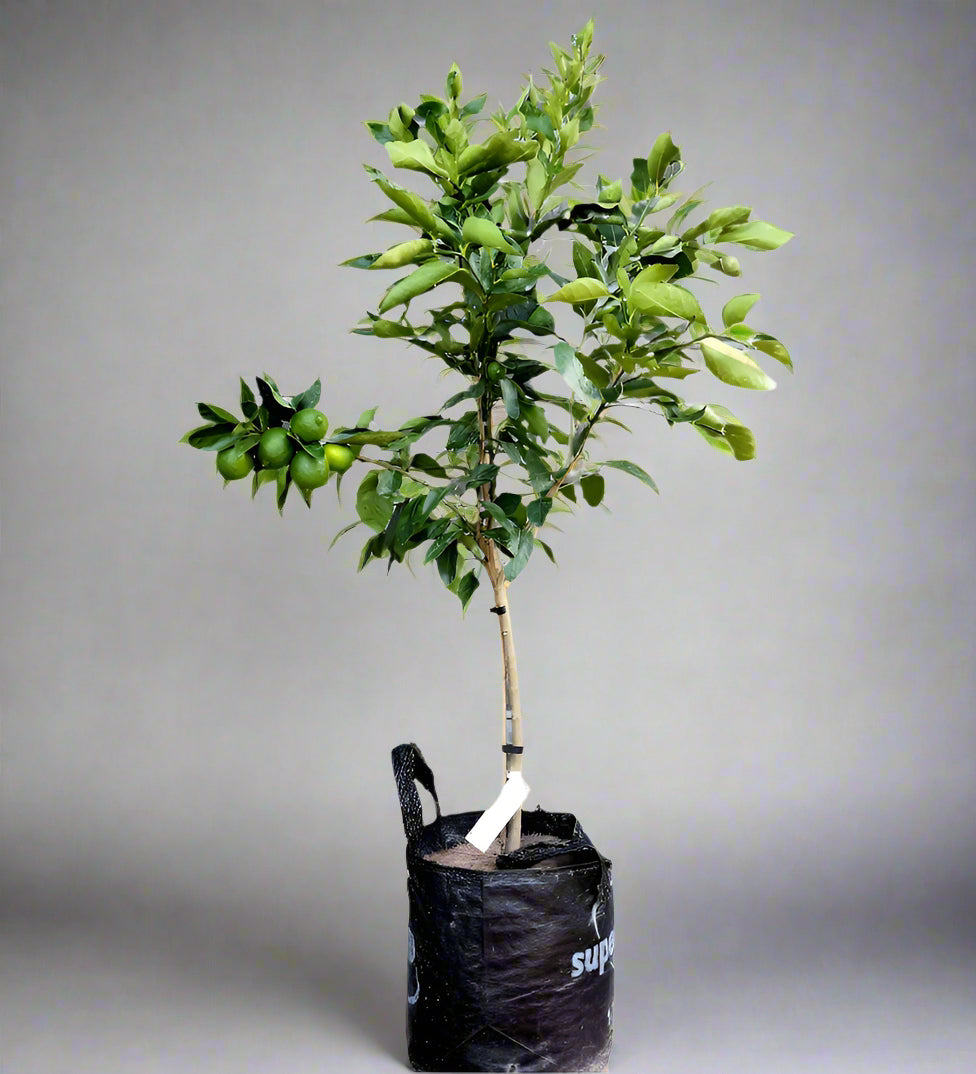 Bearss Lime Tree
