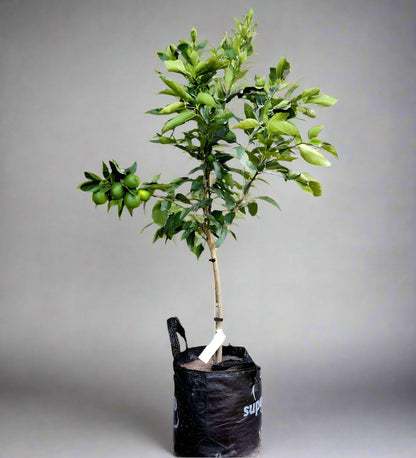 Bearss Lime Tree