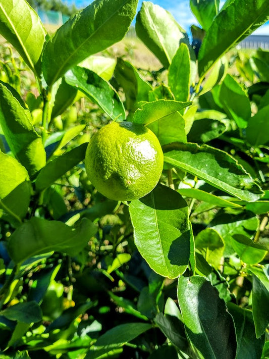 ?!label-Indicative photo