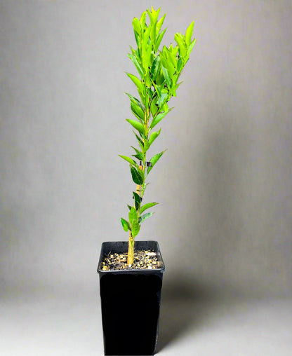 Beauty of Glen Retreat Mandarin Tree (BGR)