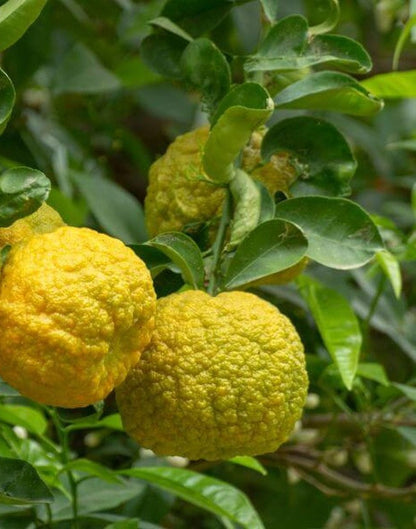 ?!label-Indicative photo