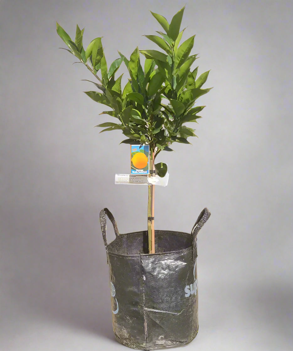 Best's Seedless Orange Tree