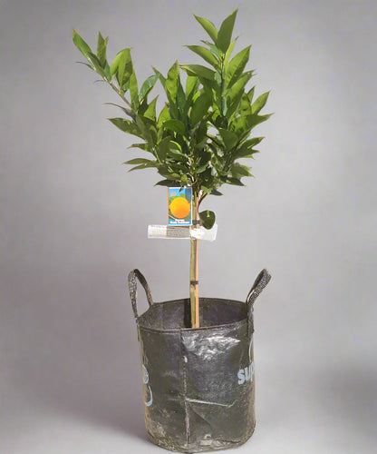 Best's Seedless Orange Tree