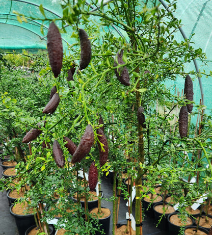 ?!label-Indicative photo