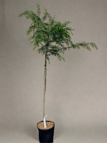 Finger Lime Tree Brown