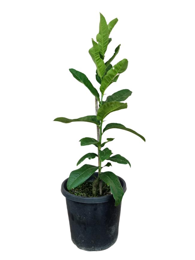 Buddha’s Hand Tree (Fingered Citron)