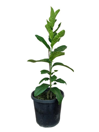 Buddha’s Hand Tree (Fingered Citron)