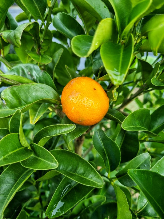 ?!label-Indicative photo