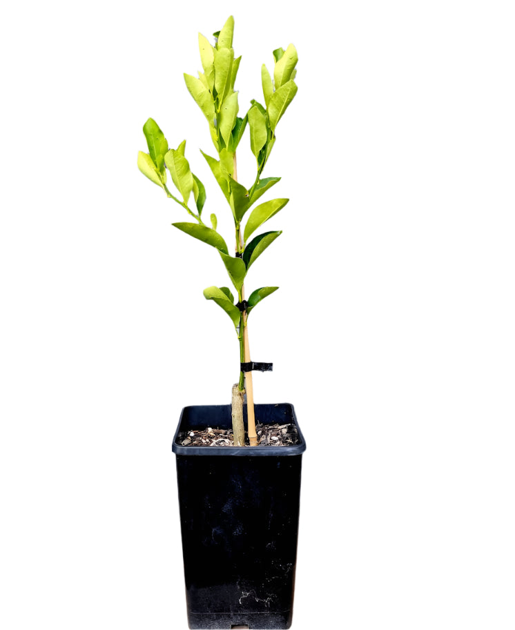 Calamansi Tree (Calamondin Tree)