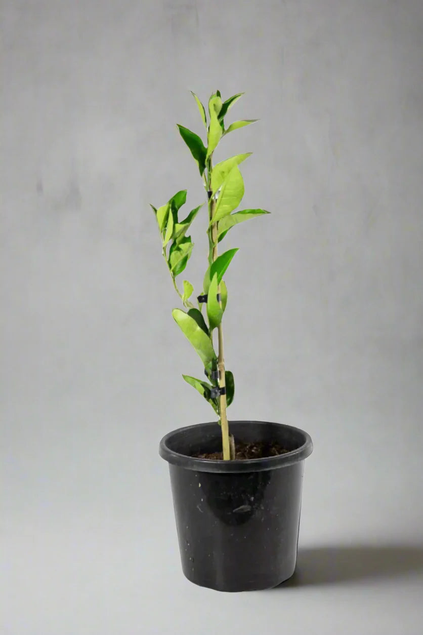 Cara Cara Orange Tree (Navel)