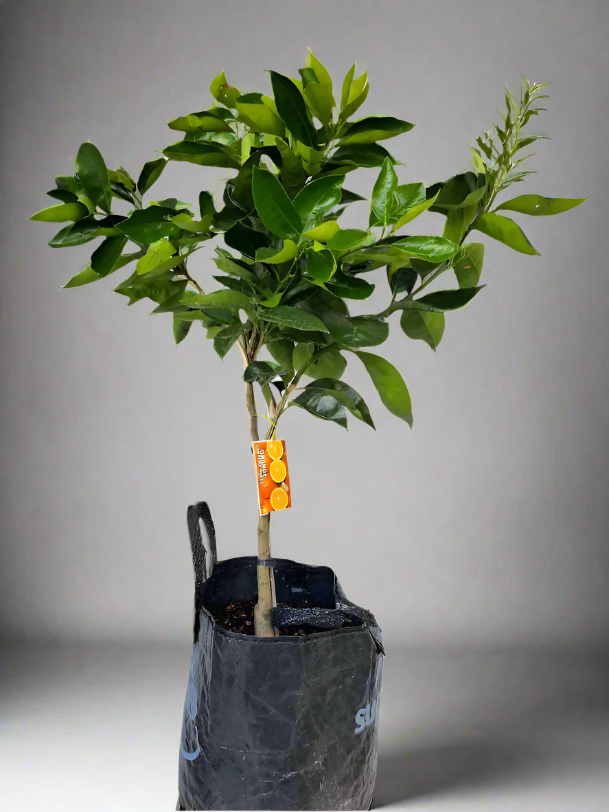Carters Navel Orange Tree