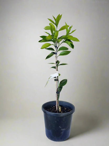 Carters Navel Orange Tree