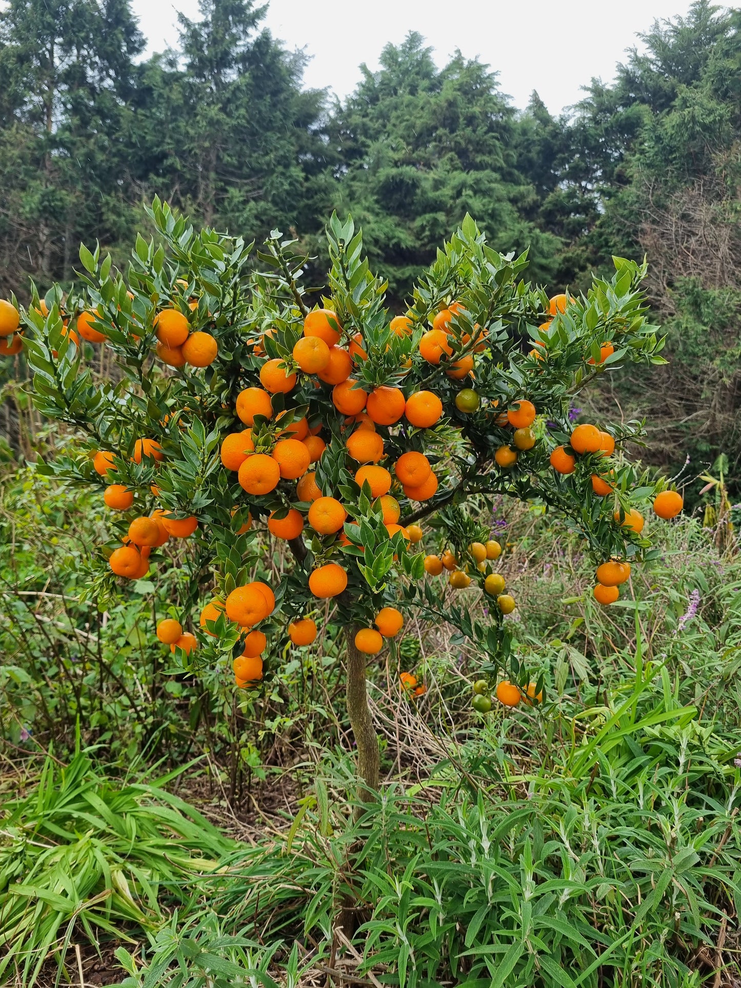 ?!label-Indicative photo