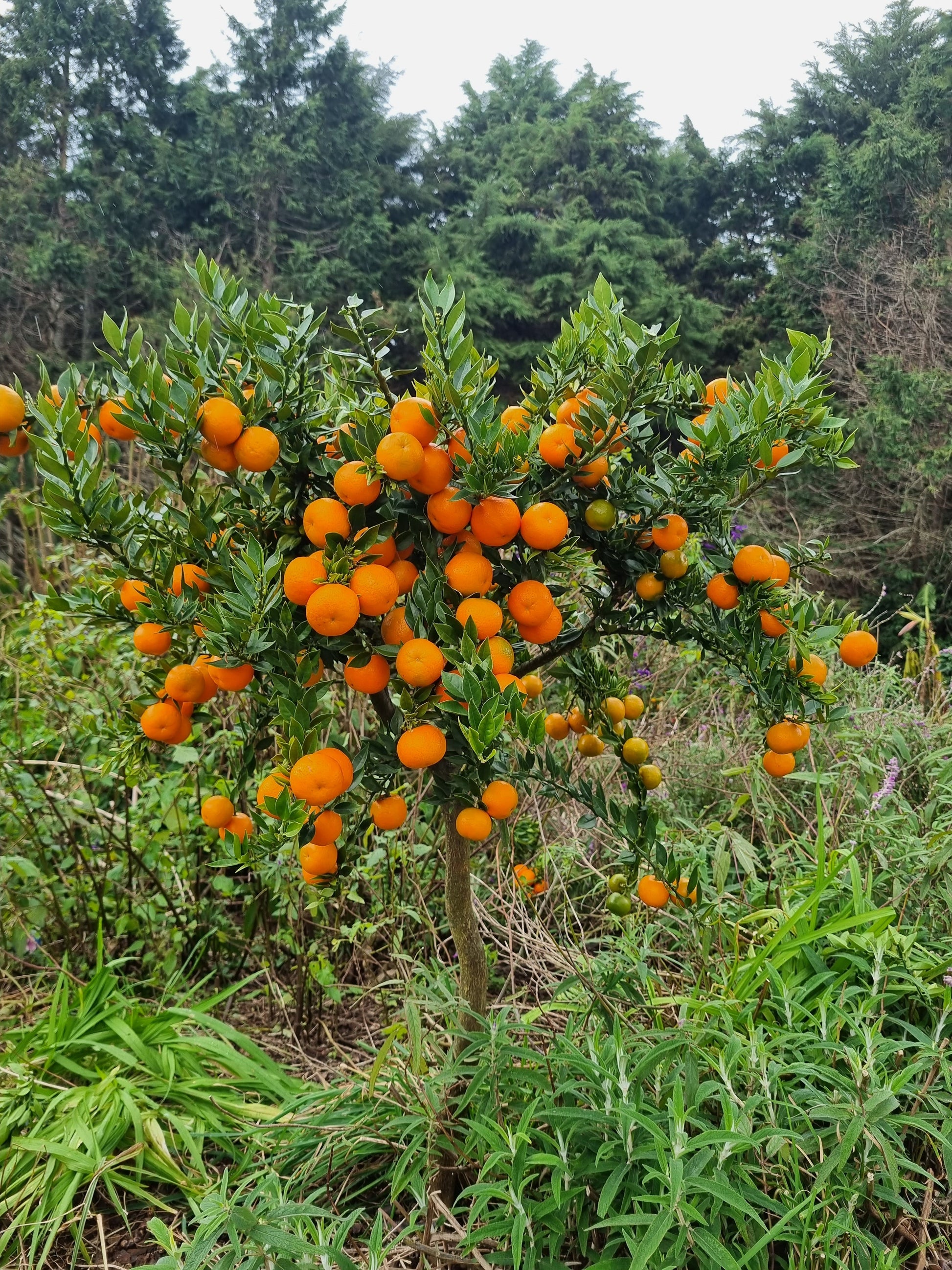 ?!label-Indicative photo