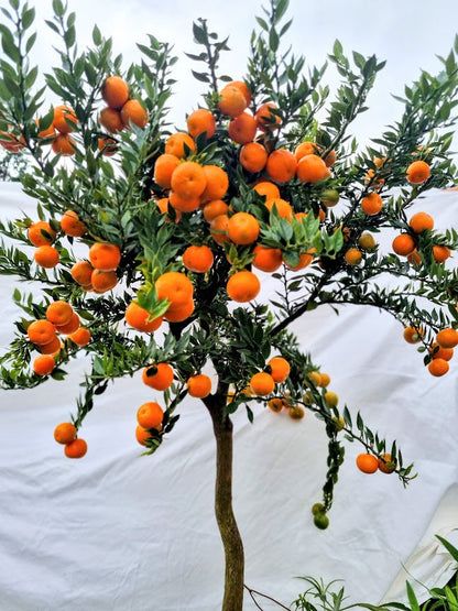 ?!label-Indicative photo