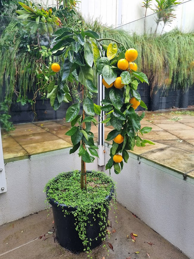 Cipo Weeping Orange Standard Tree.
