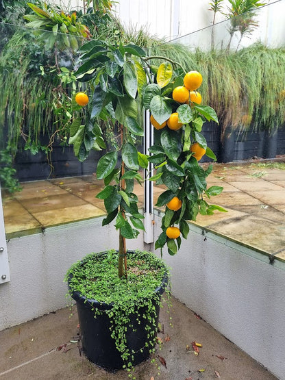 Cipo Weeping Orange Standard Tree.