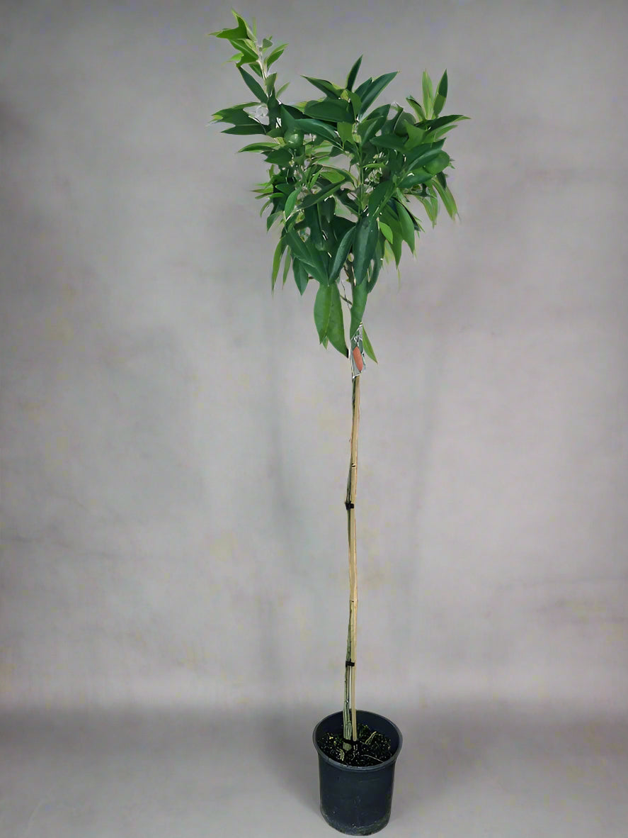 Corsica No.2 Mandarin Trees