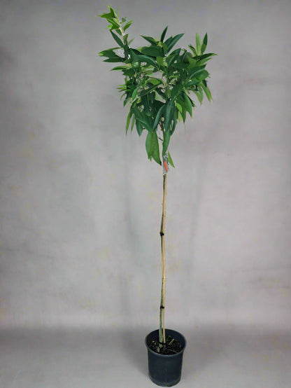 Corsica No.2 Mandarin Trees