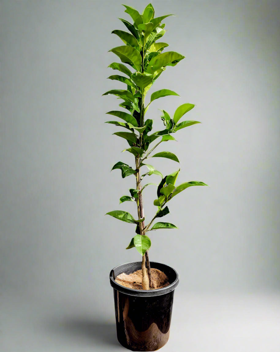 Cutlers Red Grapefruit Tree