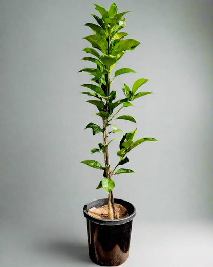 Cutlers Red Grapefruit Tree