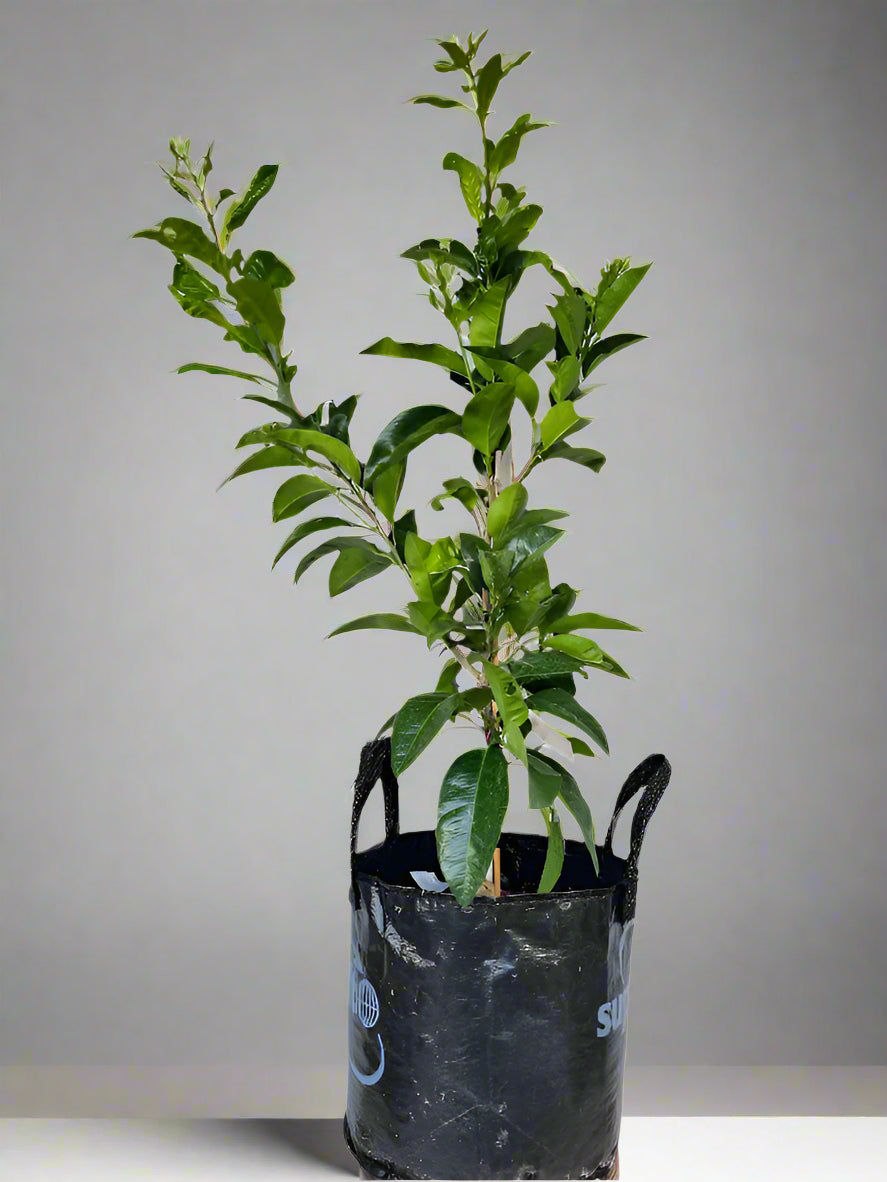 Cutlers Red Grapefruit Tree