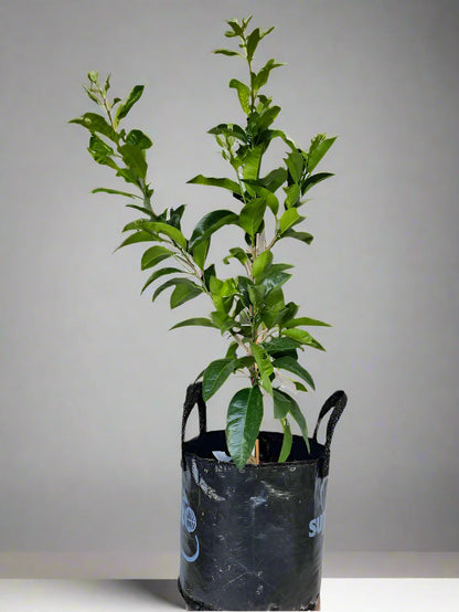 Cutlers Red Grapefruit Tree