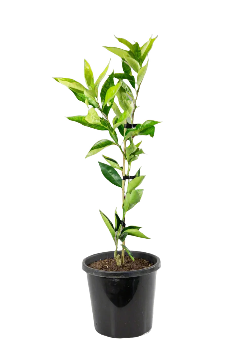 Dweet Tangor Tree