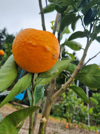 ?!label-Indicative photo