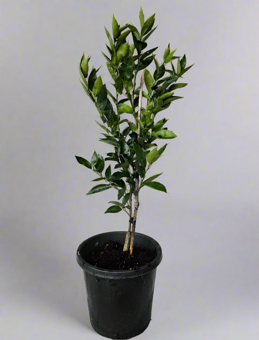 Encore Mandarin Tree