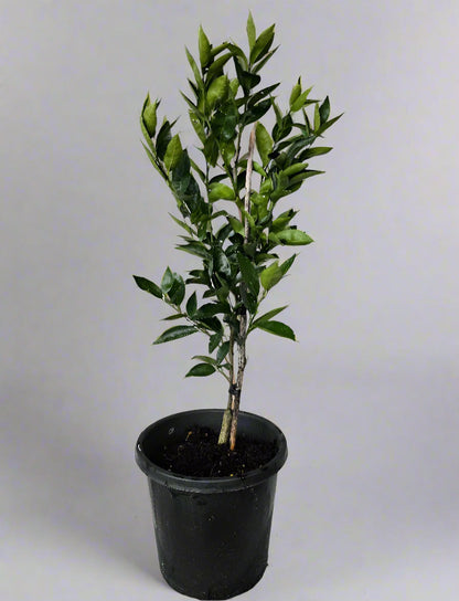 Encore Mandarin Tree