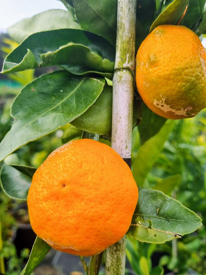 ?!label-Indicative photo